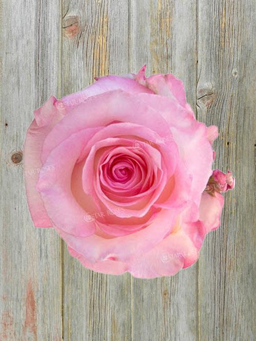  BOULEVARD BICOLOR LIGHT PINK/CREAM ROSE